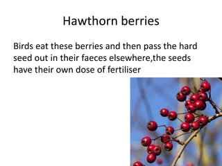 Hawthorn berries
Birds eat these berries and then pass the hard
seed out in their faeces elsewhere,the seeds
have their own dose of fertiliser
 