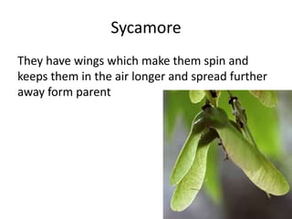Sycamore
They have wings which make them spin and
keeps them in the air longer and spread further
away form parent
 