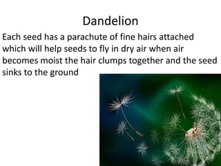Dandelion
Each seed has a parachute of fine hairs attached
which will help seeds to fly in dry air when air
becomes moist the hair clumps together and the seed
sinks to the ground
 