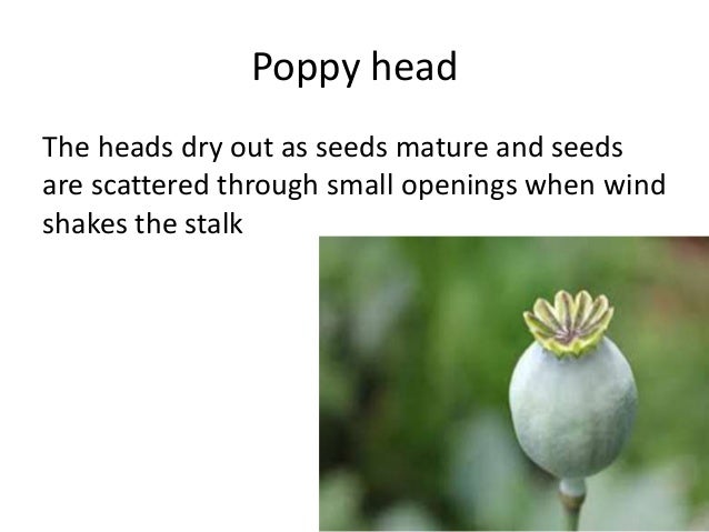 How are poppy seeds dispersed?