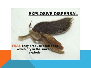 Seed dispersal  By Mr Allah Dad Khan Specialist INRM FATA  Secretriat