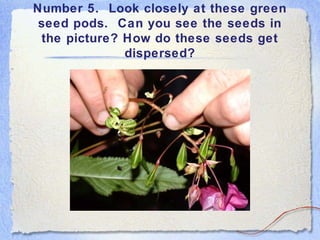 Number 5. Look closely at these green
seed pods. Can you see the seeds in
the picture? How do these seeds get
dispersed?
 