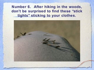 Number 6. After hiking in the woods,
don’t be surprised to find these “stick
tights” sticking to your clothes.
 
