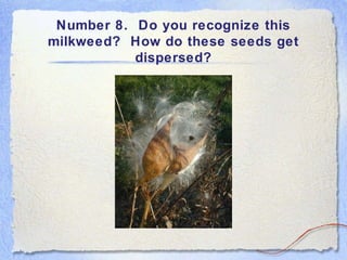 Number 8. Do you recognize this
milkweed? How do these seeds get
dispersed?
 