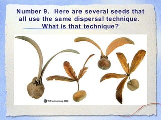 Number 9. Here are several seeds that
all use the same dispersal technique.
What is that technique?
 