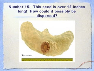 Number 15. This seed is over 12 inches
long! How could it possibly be
dispersed?
 