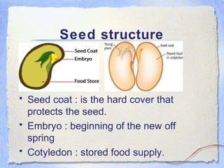 Seed structure
• Seed coat : is the hard cover that
protects the seed.
• Embryo : beginning of the new off
spring
• Cotyledon : stored food supply.
 