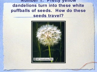 Number 1. Pretty yellow
dandelions turn into these white
puffballs of seeds. How do these
seeds travel?
 