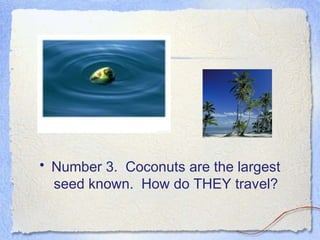 • Number 3. Coconuts are the largest
seed known. How do THEY travel?
 