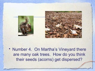 • Number 4. On Martha’s Vineyard there
are many oak trees. How do you think
their seeds (acorns) get dispersed?
 