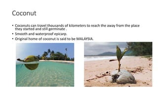 Coconut
• Coconuts can travel thousands of kilometers to reach the away from the place
they started and still germinate .
• Smooth and waterproof epicarp.
• Original home of coconut is said to be MALAYSIA.
 