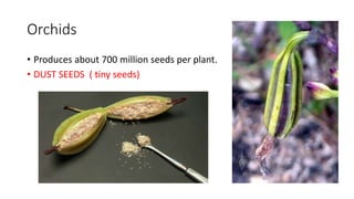 Orchids
• Produces about 700 million seeds per plant.
• DUST SEEDS ( tiny seeds)
 