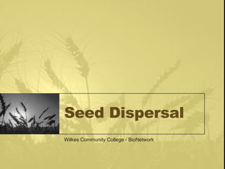 Seed Dispersal Wilkes Community College - BioNetwork 