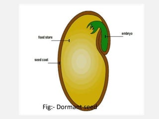 Fig:- Dormant seed
 