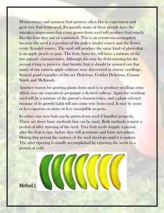 Homeowners and amateur fruit growers often like to experiment and
grow tree fruit from seed. Frequently many of these people have the
mistaken impression that a tree grown from seed will produce fruit exactly
like the fruit they saw or consumed. This is an erroneous assumption
because the seed is a product of the pollen (male) source and the flower
ovule (female) source. The seed will produce the same kind of plant--that
is an apple peach or pear. The fruit, however, will have a mixture of the
two parent's characteristics. Although this may be disheartening for the
person trying to preserve that favorite fruit it should be pointed out that
many of our current apple cultivars were discovered as chance seedlings.
Several good examples of this are Delicious, Golden Delicious, Granny
Smith and McIntosh.
Another reason for growing plants from seed is to produce seedlings onto
which you can vegetatively propagate a desired cultivar. Again the resulting
seed will be a mixture of the parent's characteristics, and a plant selected
because of its growth habit will not come true from seed. It may be more
or less vigorous or more or less susceptible to pests.
In either case tree fruit can be grown from seed if handled properly.
There are three basic methods that can be used. Both methods require a
period of after ripening of the seed. Tree fruit seeds require a period,
after the fruit is ripe, before they will germinate and form new plants.
During that period the embryo of the seed develops until it is mature.
The after ripening is usually accomplished by exposing the seeds to a
period of cold.
Method 1
 