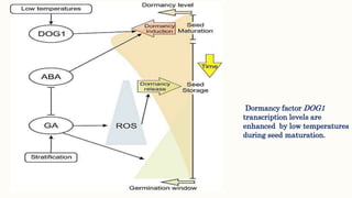 Seed dormancy, its causes and applicability | PPTX
