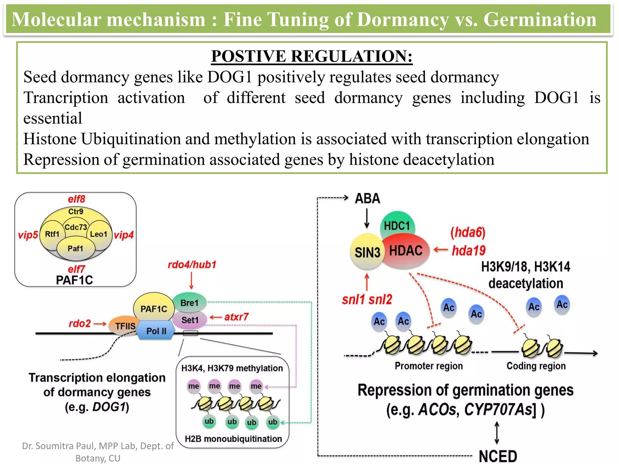 Seed dormancy and germination regulation | PDF
