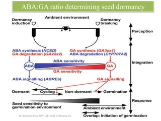 ABA:GA ratio determining seed dormancy
Dr. Soumitra Paul, MPP Lab, Dept. of Botany, CU
 