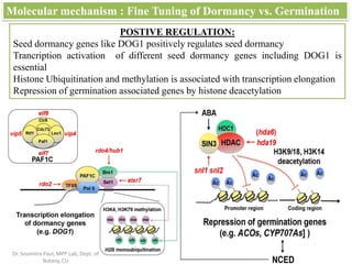 Molecular mechanism : Fine Tuning of Dormancy vs. Germination
POSTIVE REGULATION:
Seed dormancy genes like DOG1 positively regulates seed dormancy
Trancription activation of different seed dormancy genes including DOG1 is
essential
Histone Ubiquitination and methylation is associated with transcription elongation
Repression of germination associated genes by histone deacetylation
Dr. Soumitra Paul, MPP Lab, Dept. of
Botany, CU
 