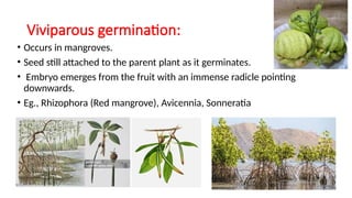 Comprehensive Guide to Seed Dormancy and Germination in Fruit Crops | PPTX