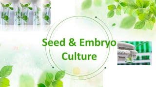 Seed & Embryo
Culture
 