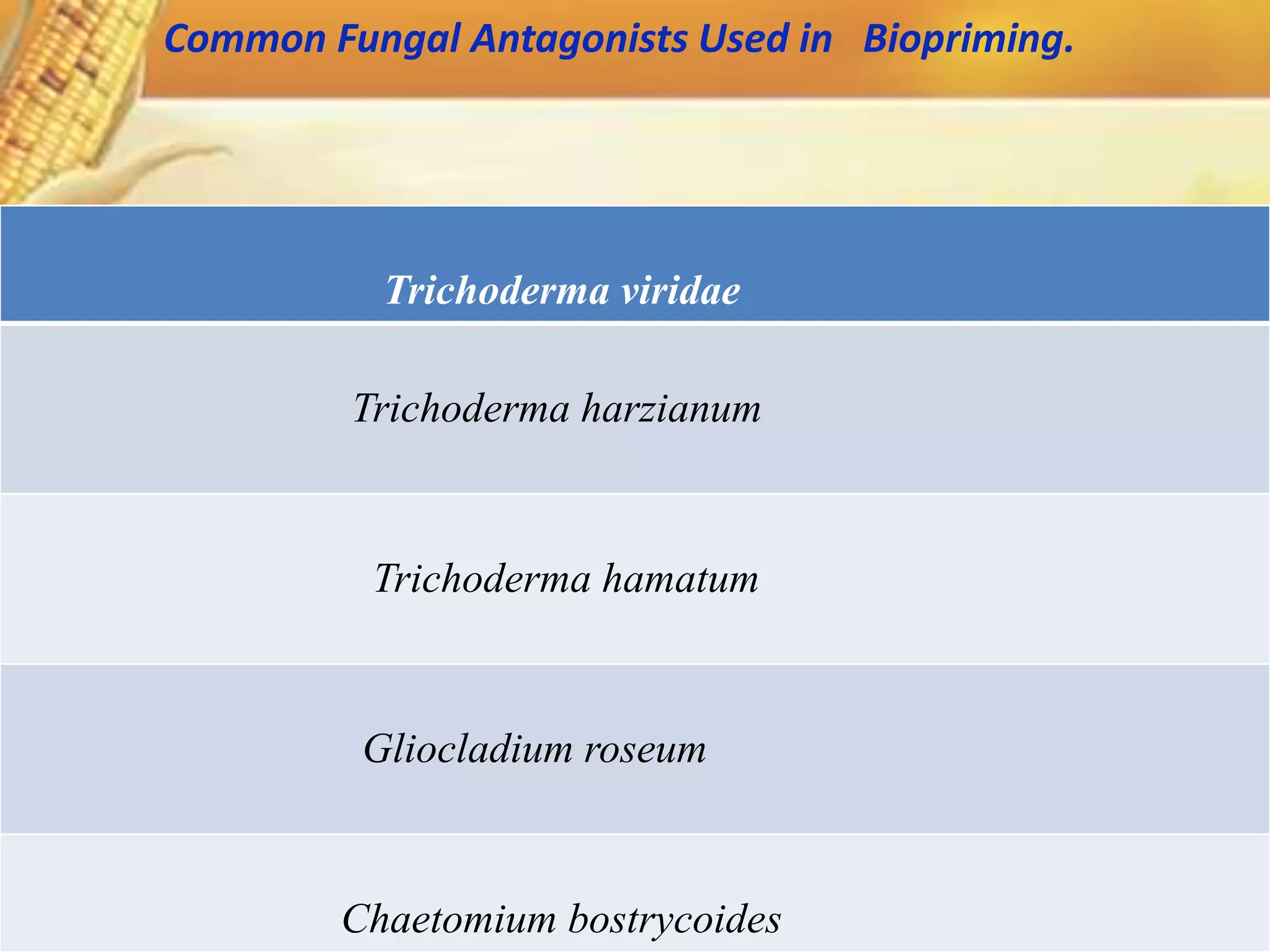 Trichoderma viridae
Trichoderma harzianum
Trichoderma hamatum
Gliocladium roseum
Chaetomium bostrycoides
Common Fungal Antagonists Used in Biopriming.
 