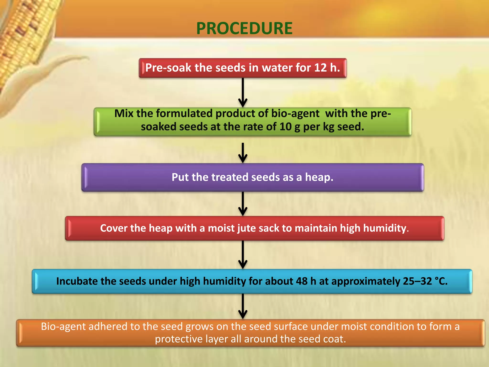 PROCEDURE
Mix the formulated product of bio-agent with the pre-
soaked seeds at the rate of 10 g per kg seed.
Pre-soak the seeds in water for 12 h.
Put the treated seeds as a heap.
Cover the heap with a moist jute sack to maintain high humidity.
Incubate the seeds under high humidity for about 48 h at approximately 25–32 °C.
Bio-agent adhered to the seed grows on the seed surface under moist condition to form a
protective layer all around the seed coat.
 