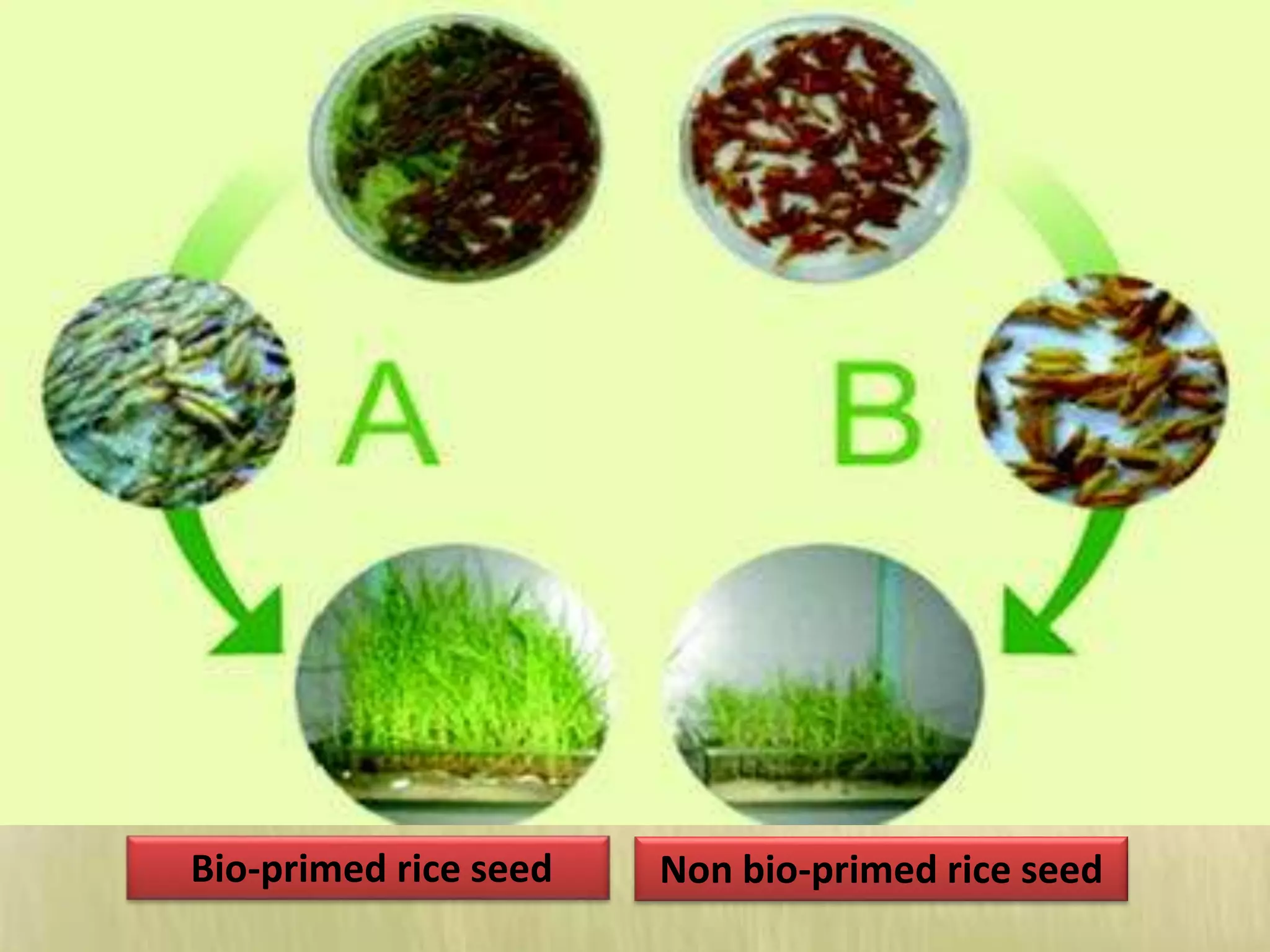 Non bio-primed rice seedBio-primed rice seed
 