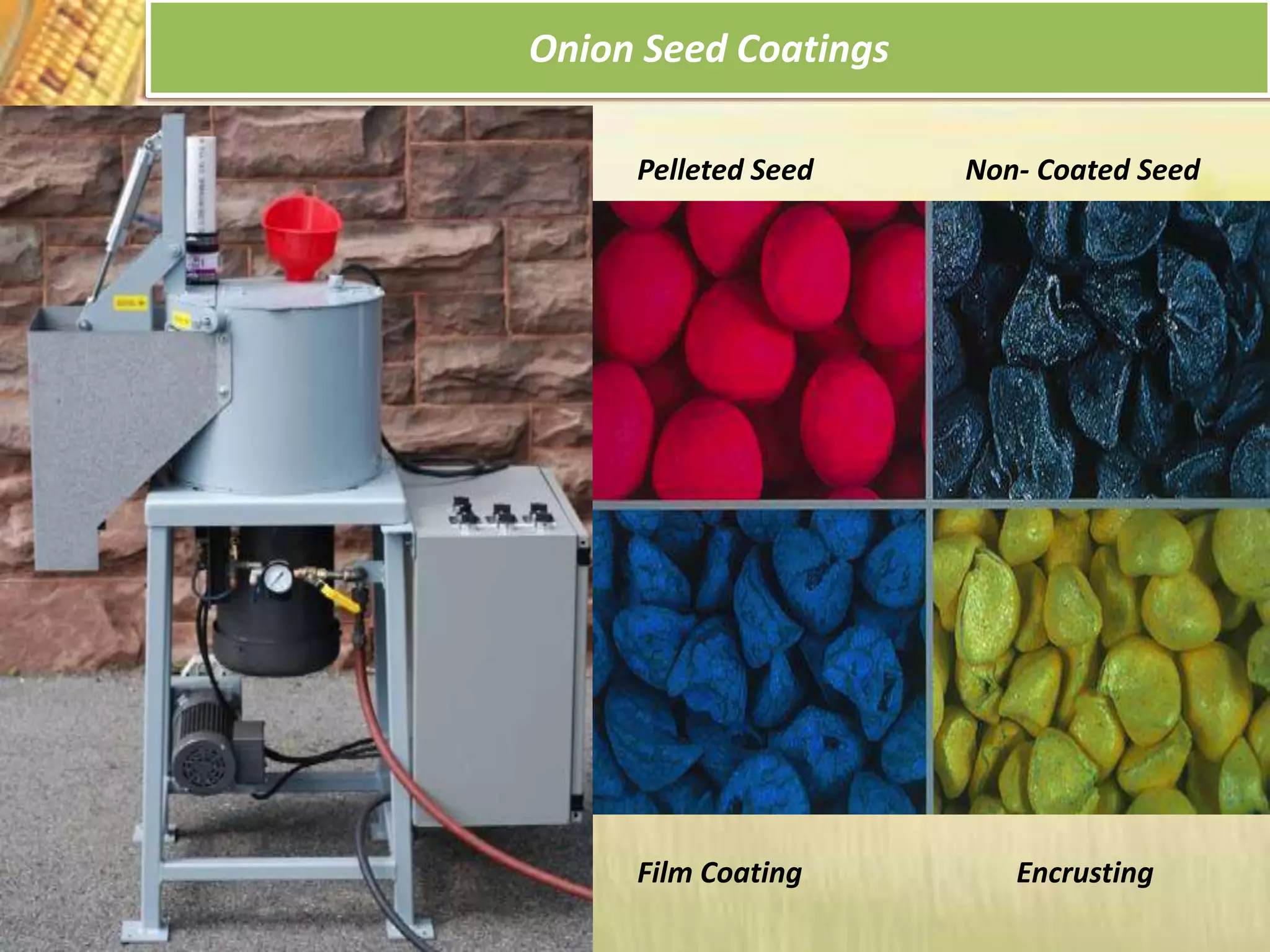 Onion Seed Coatings
Pelleted Seed Non- Coated Seed
Film Coating Encrusting
 