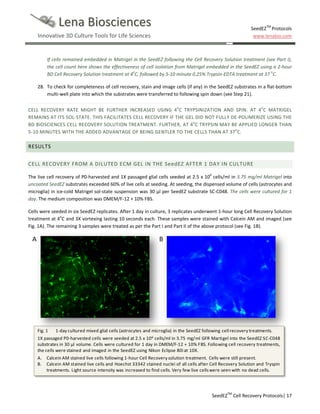 Lena Biosciences

SeedEZTM Protocols
www.lenabio.com

Innovative 3D Culture Tools for Life Sciences

If cells remained embedded in Matrigel in the SeedEZ following the Cell Recovery Solution treatment (see Part I),
the cell count here shows the effectiveness of cell isolation from Matrigel embedded in the SeedEZ using a 2-hour
BD Cell Recovery Solution treatment at 4oC, followed by 5-10 minute 0.25% Trypsin-EDTA treatment at 37 oC.
28. To check for completeness of cell recovery, stain and image cells (if any) in the SeedEZ substrates in a flat-bottom
multi-well plate into which the substrates were transferred to following spin down (see Step 21).
CELL RECOVERY RATE MIGHT BE FURTHER INCREASED USING 4oC TRYPSINIZATION AND SPIN. AT 4oC MATRIGEL
REMAINS AT ITS SOL-STATE. THIS FACILITATES CELL RECOVERY IF THE GEL DID NOT FULLY DE-POLIMERIZE USING THE
BD BIOSCIENCES CELL RECOVERY SOLUTION TREATMENT. FURTHER, AT 4oC TRYPSIN MAY BE APPLIED LONGER THAN
5-10 MINUTES WITH THE ADDED ADVANTAGE OF BEING GENTLER TO THE CELLS THAN AT 37oC.

RESULTS
CELL RECOVERY FROM A DILUTED ECM GEL IN THE SeedEZ AFTER 1 DAY IN CULTURE
The live cell recovery of P0-harvested and 1X passaged glial cells seeded at 2.5 x 106 cells/ml in 3.75 mg/ml Matrigel into
uncoated SeedEZ substrates exceeded 60% of live cells at seeding. At seeding, the dispensed volume of cells (astrocytes and
microglia) in ice-cold Matrigel sol-state suspension was 30 µl per SeedEZ substrate SC-C048. The cells were cultured for 1
day. The medium composition was DMEM/F-12 + 10% FBS.
Cells were seeded in six SeedEZ replicates. After 1 day in culture, 3 replicates underwent 1-hour long Cell Recovery Solution
treatment at 4oC and 3X vortexing lasting 10 seconds each. These samples were stained with Calcein AM and imaged (see
Fig. 1A). The remaining 3 samples were treated as per the Part I and Part II of the above protocol (see Fig. 1B).

A

B

Fig. 1

1-day cultured mixed glial cells (astrocytes and microglia) in the SeedEZ following cell recovery treatments.

1X passaged P0-harvested cells were seeded at 2.5 x 10 6 cells/ml in 3.75 mg/ml GFR Martigel into the SeedEZ SC-C048
substrates in 30 µl volume. Cells were cultured for 1 day in DMEM/F-12 + 10% FBS. Following cell recovery treatments,
the cells were stained and imaged in the SeedEZ using Nikon Eclipse 80i at 10X.
A. Calcein AM stained live cells following 1-hour Cell Recovery solution treatment. Cells were still present.
B. Calcein AM stained live cells and Hoechst 33342 stained nuclei of all cells after Cell Recovery Solution and Tryspin
treatments. Light source intensity was increased to find cells. Very few live cells were seen with no dead cells.

SeedEZTM Cell Recovery Protocols| 17

 