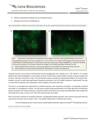 Lena Biosciences

SeedEZTM Protocols
www.lenabio.com

Innovative 3D Culture Tools for Life Sciences

D. Medium composition including any sera and growth factors.
E.

Matrigel concentration and Matrigel lot.

CELL RECOVERY FROM A DILUTED ECM GEL IN A PDL-COATED SEEDEZ AFTER 2 DAYS IN CULTURE

A

B

Fig. 2

2-day cultured mixed glial cells (astrocytes and microglia) in the PDL-coated SeedEZ following cell recovery .

1X passaged P0-harvested cells were seeded at 2.5 x 10 6 cells/ml in 3.75 mg/ml GFR Martigel into the Poly-D-Lysine
coated SeedEZ SC-C048 substrates in 30 µl volume. Cells were cultured for 2 days in DMEM/F-12 + 10% FBS. Following
cell recovery treatments, the cells were stained and imaged in the SeedEZ using Nikon Eclipse 80i at 10X.
A. Calcein AM stained live cells after cell recovery treatments in the SeedEZ. Very few live cells were present.
B. Same conditions as in A except that substrate B “delaminated” less than the substrate A.

Using the protocol, the recovery of P0-harvested and 1X passaged glial cells, seeded at 2.5 x 106 cells/ml in 3.75 mg/ml
growth factor reduced Matrigel at a total volume of 30 µl in Poly-D-Lysine-coated SeedEZ resulted in nearly complete cell
recovery. Cells were cultured for 2 days. The Cell Recovery solution provided for approximately 60% of all recovered cells.
However, during 5-minute long trypsinization followed by vortexing, 4 out of 6 SeedEZ substrates “delaminated” into two
or more thinner substrates; thus, allowing for nearly complete cell recovery after spin.
The result is an averaged value obtained from 6 SeedEZ substrates, with respective 6 cell pellets, re-suspended, combined
and mixed in a homogeneous solution. The cells were counted using hemocytometer and Trypan Blue after Cell Recovery
Solution treatment and Trypsin treatment. Using the protocol, the total live cell recovery exceeded 60% of cells seeded into
the SeedEZ after 2 days in culture. Over 75% of all recovered cells were viable.
After cell recovery treatments, all SeedEZ substrates, including delaminated substrates, were stained using Calcein AM, but
very few live cells were seen as shown in Fig. 2. The SeedEZ “delamination” facilitated cell recovery.
For cell seeding protocols in Poly-D-Lysine coated SeedEZ substrates, please see SeedEZTM Cell Seeding Protocols.
RESULTS SHOW THE FOLLOWING:

SeedEZTM Cell Recovery Protocols| 19

 