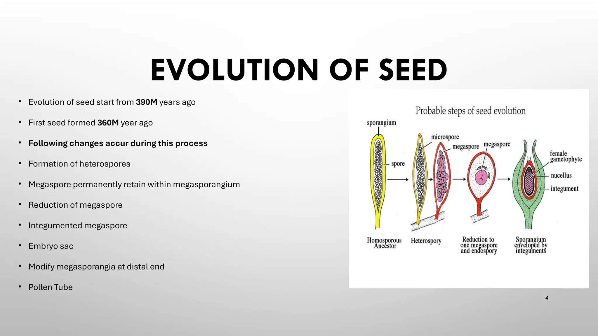 Seed formation, seed germination, seed formation | PPTX