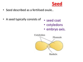 Seed
• Seed described as a fertilised ovule..
• A seed typically consists of • seed coat
• cotyledons
• embryo axis.
 