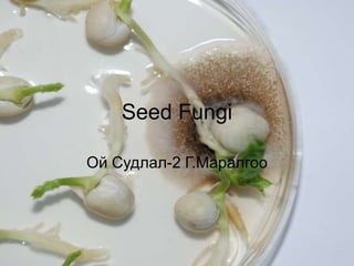 Seed Fungi
Ой Судлал-2 Г.Маралгоо
 