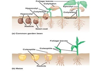 Seed germination | PPTX