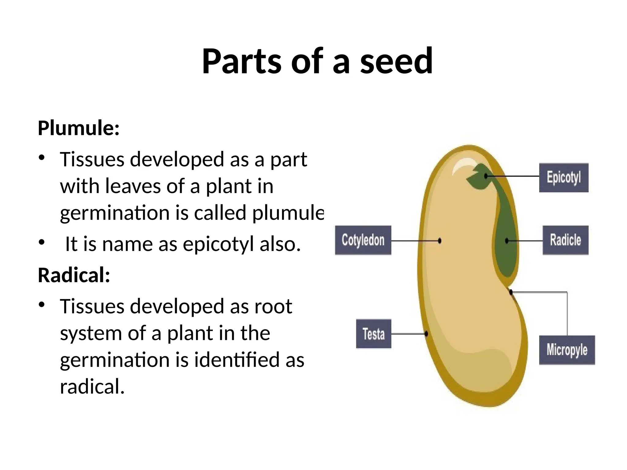 SEED GERMINATION hypocotyl epicotyl germination and it's importance | PPTX