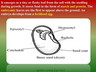 It emerges as a tiny or fleshy leaf from the soil with the seedling
during growth. It stores food in the form of starch and protein. The
embryonic leaves are the first to appear above the ground. An
embryo develops from a fertilized egg.
 