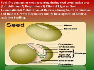 Such five changes or steps occurring during seed germination are:
(1) Imbibition (2) Respiration (3) Effect of Light on Seed
Germination(4) Mobilization of Reserves during Seed Germination
and Role of Growth Regulators and (5) Development of Embryo
Axis into Seedling.
 