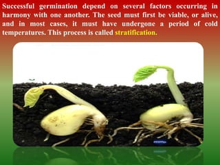 Successful germination depend on several factors occurring in
harmony with one another. The seed must first be viable, or alive,
and in most cases, it must have undergone a period of cold
temperatures. This process is called stratification.
 