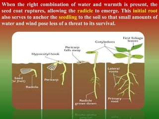 When the right combination of water and warmth is present, the
seed coat ruptures, allowing the radicle to emerge. This initial root
also serves to anchor the seedling to the soil so that small amounts of
water and wind pose less of a threat to its survival.
 