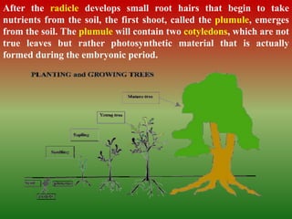 After the radicle develops small root hairs that begin to take
nutrients from the soil, the first shoot, called the plumule, emerges
from the soil. The plumule will contain two cotyledons, which are not
true leaves but rather photosynthetic material that is actually
formed during the embryonic period.
 