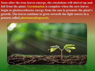 Soon after the true leaves emerge, the cotyledons will shrivel up and
fall from the plant. Germination is complete when the new leaves
begin to photosynthesize energy from the sun to promote the plant's
growth. The leaves continue to grow towards the light source in a
process called photomorphogenesis.
 