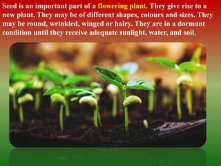 Seed is an important part of a flowering plant. They give rise to a
new plant. They may be of different shapes, colours and sizes. They
may be round, wrinkled, winged or hairy. They are in a dormant
condition until they receive adequate sunlight, water, and soil.
 