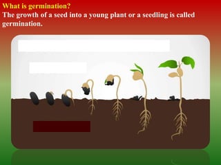 What is germination?
The growth of a seed into a young plant or a seedling is called
germination.
 