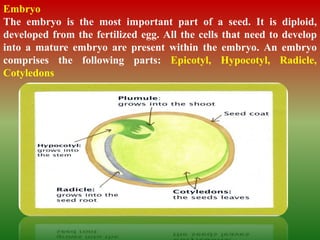 Embryo
The embryo is the most important part of a seed. It is diploid,
developed from the fertilized egg. All the cells that need to develop
into a mature embryo are present within the embryo. An embryo
comprises the following parts: Epicotyl, Hypocotyl, Radicle,
Cotyledons
 