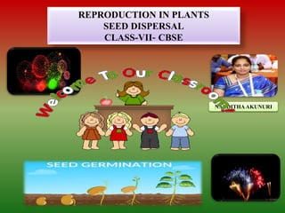 NANDITHA AKUNURI
REPRODUCTION IN PLANTS
SEED DISPERSAL
CLASS-VII- CBSE
 
