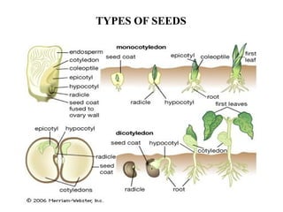 Seed Germination and types, need for seed germination.pptx