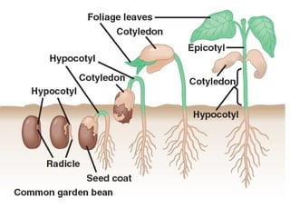 Seed Germination and types, need for seed germination.pptx