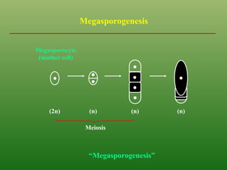 Megasporogenesis
(2n) (n) (n) (n)
Meiosis
Megasporocyte
(mother cell)
“Megasporogenesis”
 