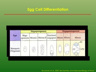 Egg Cell Differentiation
Buchanan et al., 2000’ Biochemistry and Molecular Biology of Plants
 